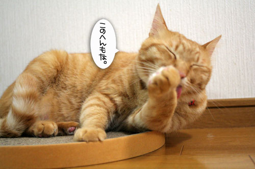 きれい好き・・・だけど。_d0355333_16481721.jpg
