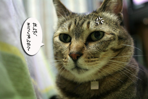 そっくりさん発見!_d0355333_16483239.jpg