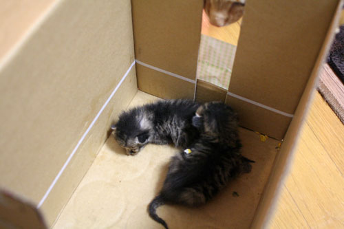 赤ちゃん猫発見!_d0355333_16483369.jpg