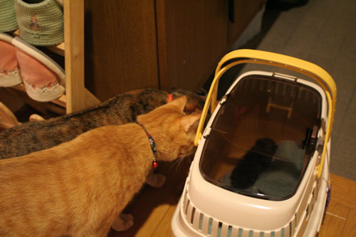赤ちゃん猫発見!_d0355333_16483373.jpg