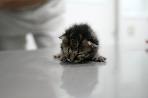 赤ちゃん猫発見!_d0355333_16483433.jpg