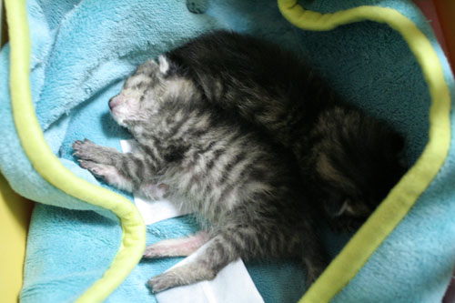 赤ちゃん猫発見!_d0355333_16483463.jpg