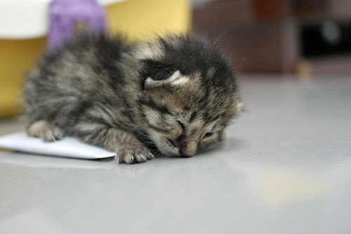 赤ちゃん猫発見!_d0355333_16483488.jpg