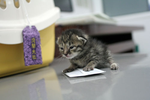 赤ちゃん猫発見!_d0355333_16483491.jpg