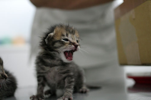 赤ちゃん猫発見!_d0355333_16483492.jpg