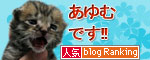 赤ちゃん猫発見!_d0355333_16483583.jpg