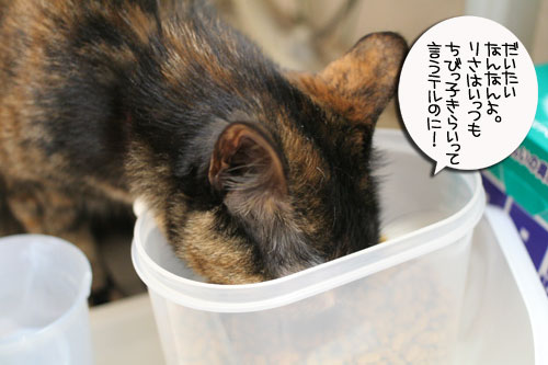 赤ちゃん猫のママは誰?_d0355333_16483769.jpg