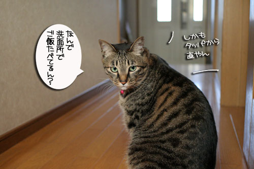 赤ちゃん猫のママは誰?_d0355333_16483876.jpg