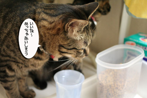 赤ちゃん猫のママは誰?_d0355333_16483880.jpg