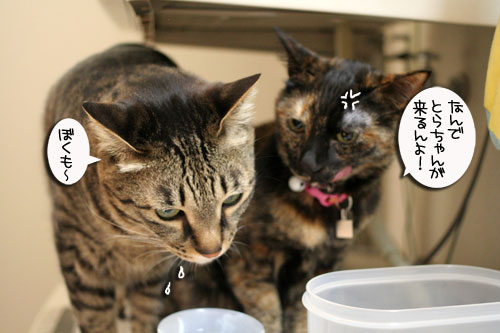 赤ちゃん猫のママは誰?_d0355333_16483888.jpg