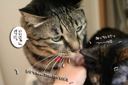 赤ちゃん猫のママは誰?_d0355333_16483915.jpg
