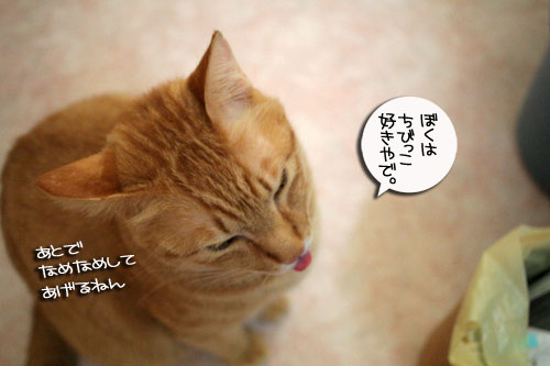 赤ちゃん猫のママは誰?_d0355333_16484005.jpg