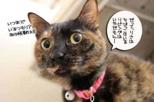 赤ちゃん猫のママは誰?_d0355333_16484047.jpg