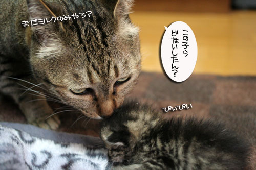 赤ちゃん猫のママは誰?_d0355333_16484175.jpg