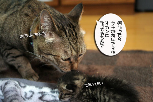 赤ちゃん猫のママは誰?_d0355333_16484266.jpg