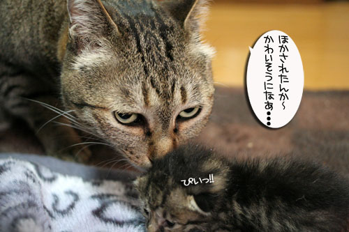 赤ちゃん猫のママは誰?_d0355333_16484289.jpg