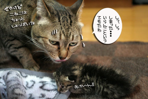 赤ちゃん猫のママは誰?_d0355333_16484322.jpg
