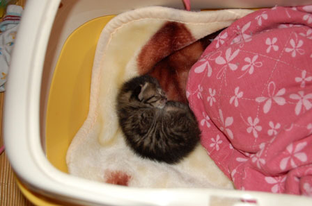 赤ちゃん猫★体重増えたよ!_d0355333_16484420.jpg