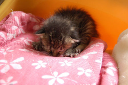 赤ちゃん猫★体重増えたよ!_d0355333_16484650.jpg