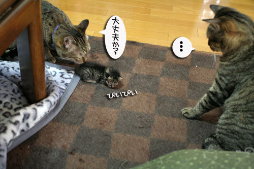 赤ちゃん猫★体重増えたよ!_d0355333_16484727.jpg