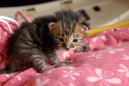 赤ちゃん猫★体重増えたよ!_d0355333_16484773.jpg