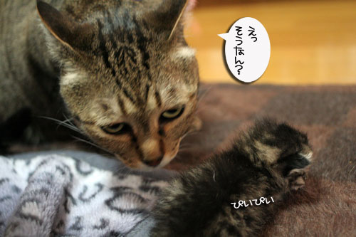 赤ちゃん猫★体重増えたよ!_d0355333_16484833.jpg