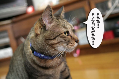 赤ちゃん猫★体重増えたよ!_d0355333_16484986.jpg