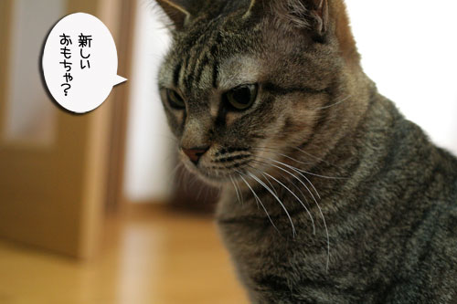赤ちゃん猫★体重増えたよ!_d0355333_16485021.jpg