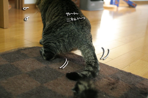 赤ちゃん猫★体重増えたよ!_d0355333_16485243.jpg