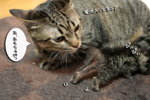 赤ちゃん猫★体重増えたよ!_d0355333_16485295.jpg
