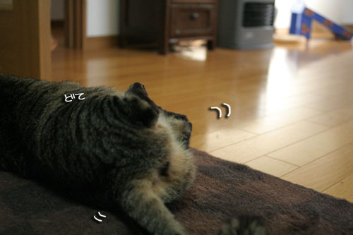 赤ちゃん猫★体重増えたよ!_d0355333_16485319.jpg