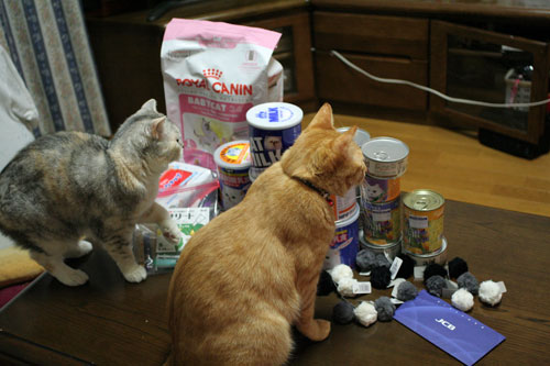 赤ちゃん猫★体重増えたよ!_d0355333_16485476.jpg