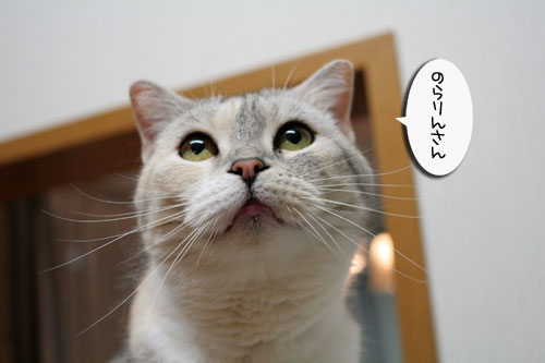 赤ちゃん猫★体重増えたよ!_d0355333_16485715.jpg