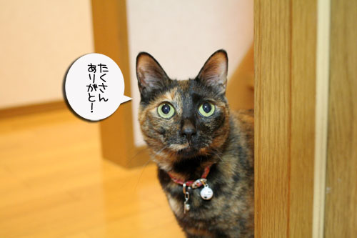 赤ちゃん猫★体重増えたよ!_d0355333_16485806.jpg