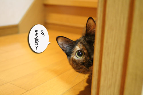 赤ちゃん猫★体重増えたよ!_d0355333_16485919.jpg