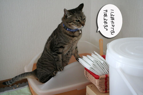 赤ちゃん猫★体重増えたよ!_d0355333_16485957.jpg