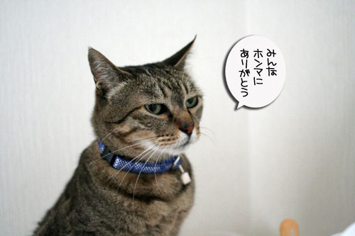 赤ちゃん猫★体重増えたよ!_d0355333_16485999.jpg