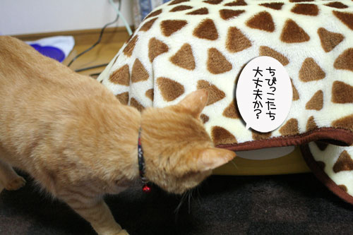 赤ちゃん猫★帰宅しました_d0355333_16490525.jpg