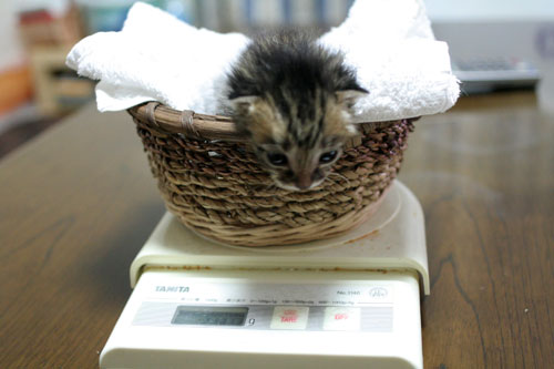 赤ちゃん猫★帰宅しました_d0355333_16491105.jpg