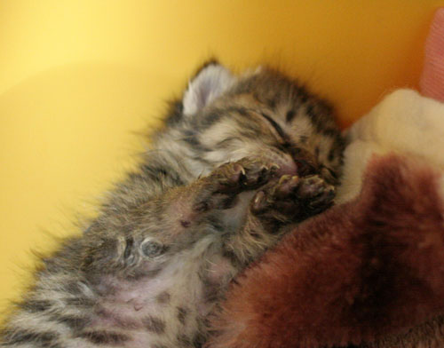 赤ちゃん猫★写真いっぱい!_d0355333_16491231.jpg