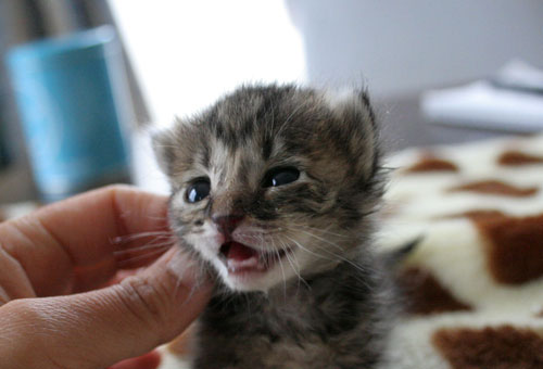 赤ちゃん猫★写真いっぱい!_d0355333_16491434.jpg