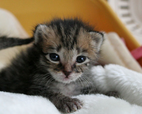 赤ちゃん猫★写真いっぱい!_d0355333_16491462.jpg