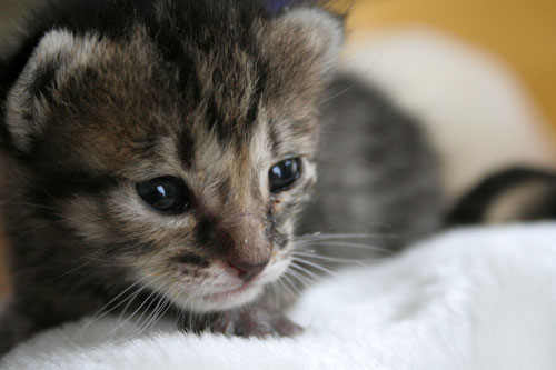 赤ちゃん猫★写真いっぱい!_d0355333_16491537.jpg