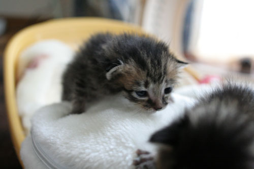 赤ちゃん猫★写真いっぱい!_d0355333_16491641.jpg