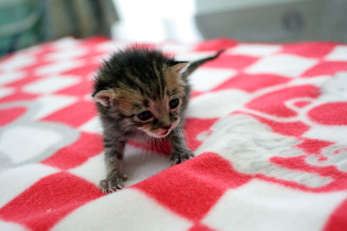 赤ちゃん猫★写真いっぱい!_d0355333_16491919.jpg