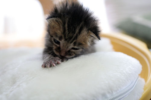 赤ちゃん猫★写真いっぱい!_d0355333_16492069.jpg