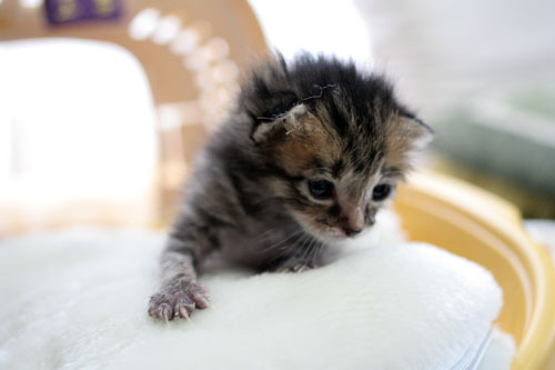 赤ちゃん猫★写真いっぱい!_d0355333_16492154.jpg