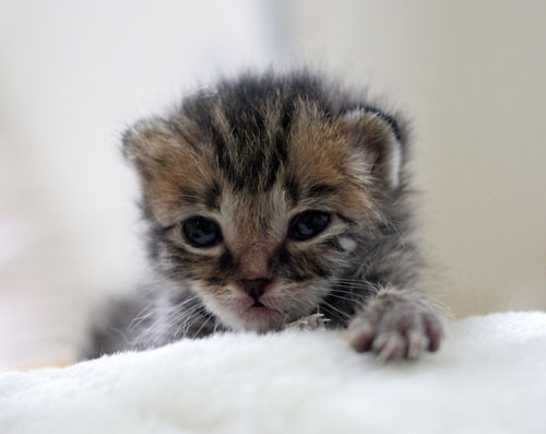 赤ちゃん猫★写真いっぱい!_d0355333_16492261.jpg