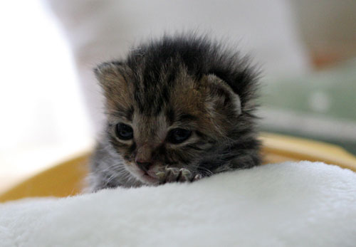 赤ちゃん猫★写真いっぱい!_d0355333_16492286.jpg