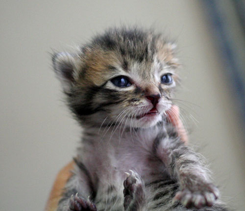 赤ちゃん猫★写真いっぱい!_d0355333_16492395.jpg